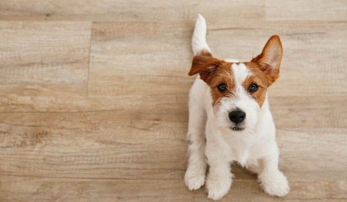 Best Flooring Options For Families With Pets