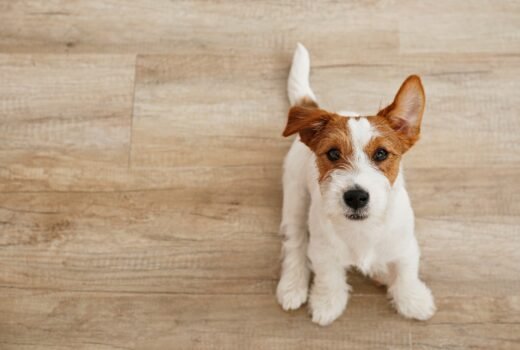 Best Flooring Options For Families With Pets